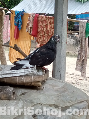 একটা মাদি কবুতর